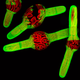 Illustration for article titled Algae Sex and Amoeba Smackdown - Best Microscopy Videos of the Year